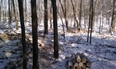 [Hearth.com] Good day in the woods