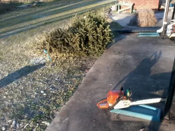 [Hearth.com] For those of you thinking about scrounging christmas trees!