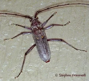 [Hearth.com] HELPPPP ! my woodpile is being invaded