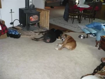 [Hearth.com] Life's Hard for a Dog