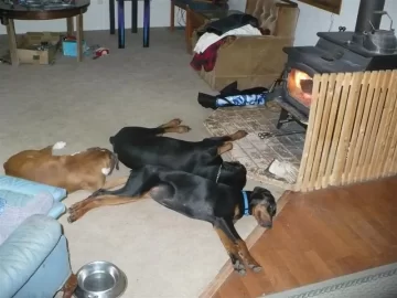 [Hearth.com] Life's Hard for a Dog