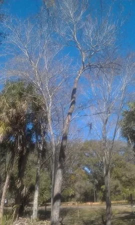 [Hearth.com] Tree ID in Fla? Now W/pics!!