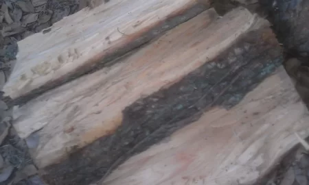 [Hearth.com] Tree ID in Fla? Now W/pics!!