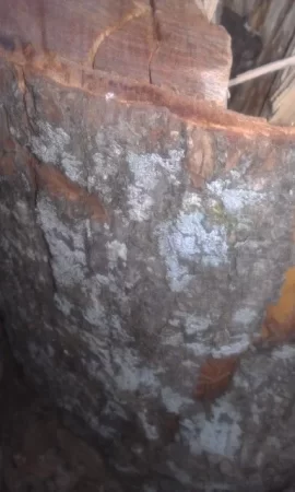 [Hearth.com] Tree ID in Fla? Now W/pics!!
