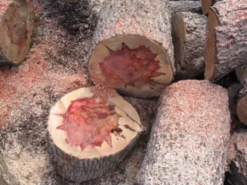 [Hearth.com] Anyone burn Boxelder
