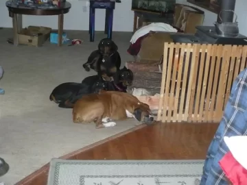 [Hearth.com] Life's Hard for a Dog