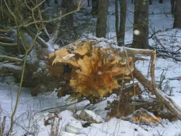 [Hearth.com] Felling by Mother Nature
