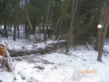 [Hearth.com] Felling by Mother Nature