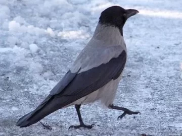 [Hearth.com] Happy Crow in Snow