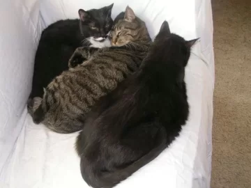 [Hearth.com] Cat Piss Burns Good