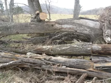 [Hearth.com] Cut some old wood today.