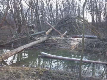 [Hearth.com] Felling by Mother Nature