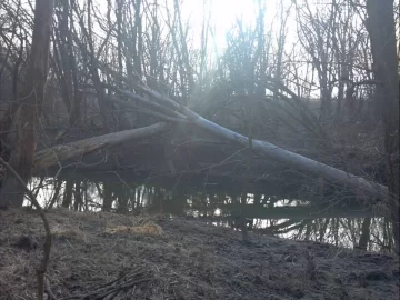[Hearth.com] Felling by Mother Nature