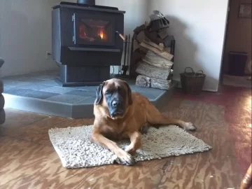 [Hearth.com] Life's Hard for a Dog