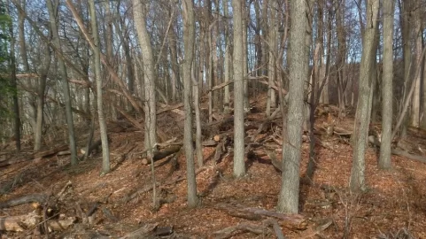 [Hearth.com] Felling by Mother Nature