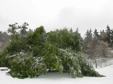 [Hearth.com] Snow in Seattle, and then ...
