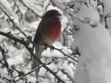 [Hearth.com] Snow in Seattle, and then ...