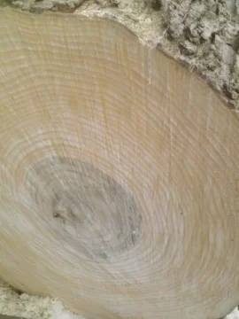 [Hearth.com] wood id