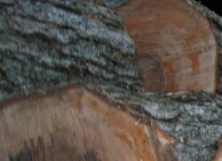 Tree/firewood ID (maple ?)