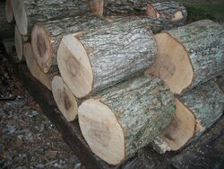 Tree/firewood ID (maple ?)