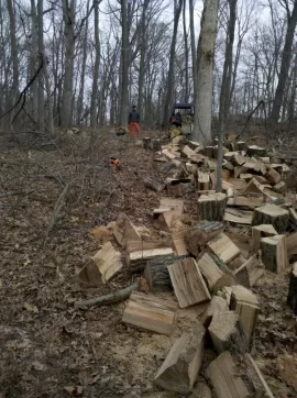 [Hearth.com] Good Day in the Woods, pics