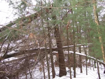 [Hearth.com] how to tackle this tree?