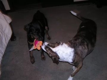 [Hearth.com] my rescue