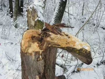 [Hearth.com] Rotten Cherry at The Stump Down