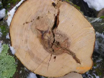 [Hearth.com] Maple Leaner Down
