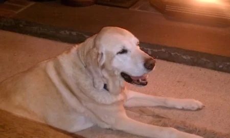[Hearth.com] My dog loves this stove