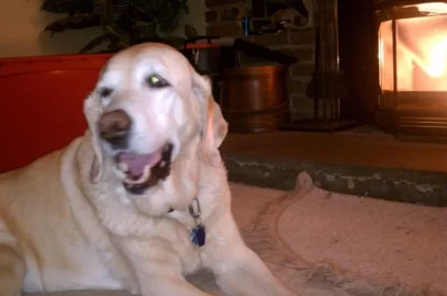 [Hearth.com] My dog loves this stove
