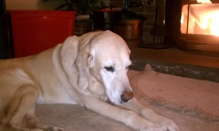 [Hearth.com] My dog loves this stove