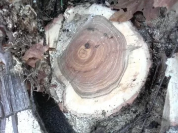[Hearth.com] Old wood ID solved