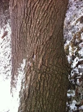 [Hearth.com] Maple Score Today and a Possible Bonus! Tree ID Needed