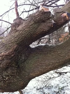 [Hearth.com] Maple Score Today and a Possible Bonus! Tree ID Needed