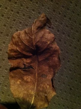 [Hearth.com] Maple Score Today and a Possible Bonus! Tree ID Needed
