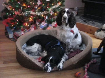 [Hearth.com] My dog loves this stove