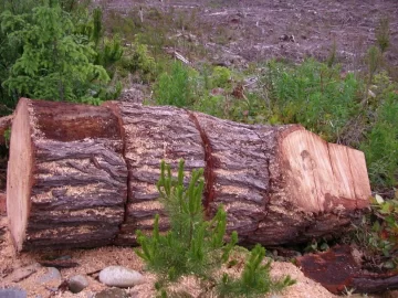 [Hearth.com] Tree Bark