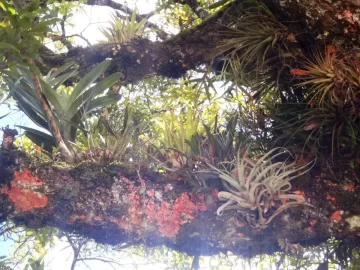 [Hearth.com] Costa Rica