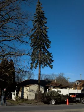 [Hearth.com] 60' blue spruce meets the saws