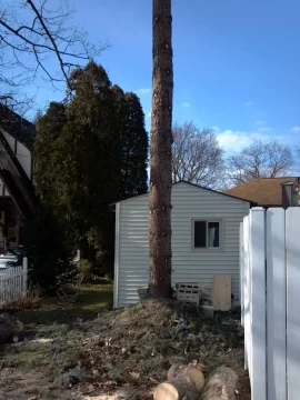 [Hearth.com] 60' blue spruce meets the saws