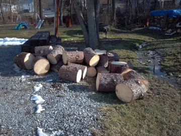 [Hearth.com] 60' blue spruce meets the saws