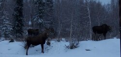 Moose visits wood shed, pics of tracks