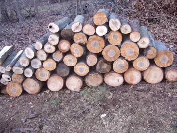 [Hearth.com] waterlogged wood worth it?