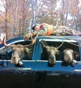 [Hearth.com] Moose visits wood shed, pics of tracks