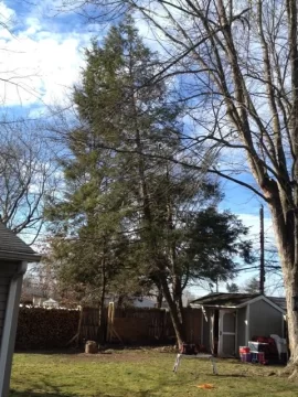 [Hearth.com] Some Backyard Lumberjackin...