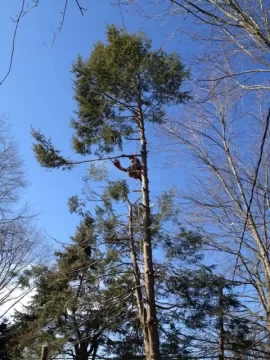 [Hearth.com] Some Backyard Lumberjackin...