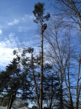 [Hearth.com] Some Backyard Lumberjackin...