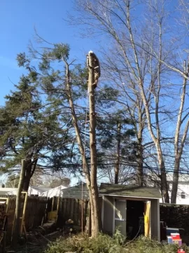 [Hearth.com] Some Backyard Lumberjackin...