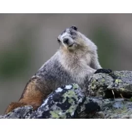 [Hearth.com] Groundhog Day Poll